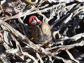   Seed:   Calostemma abdicatum ; Photo by South Australian Seed Conservation Centre, used with permission 
